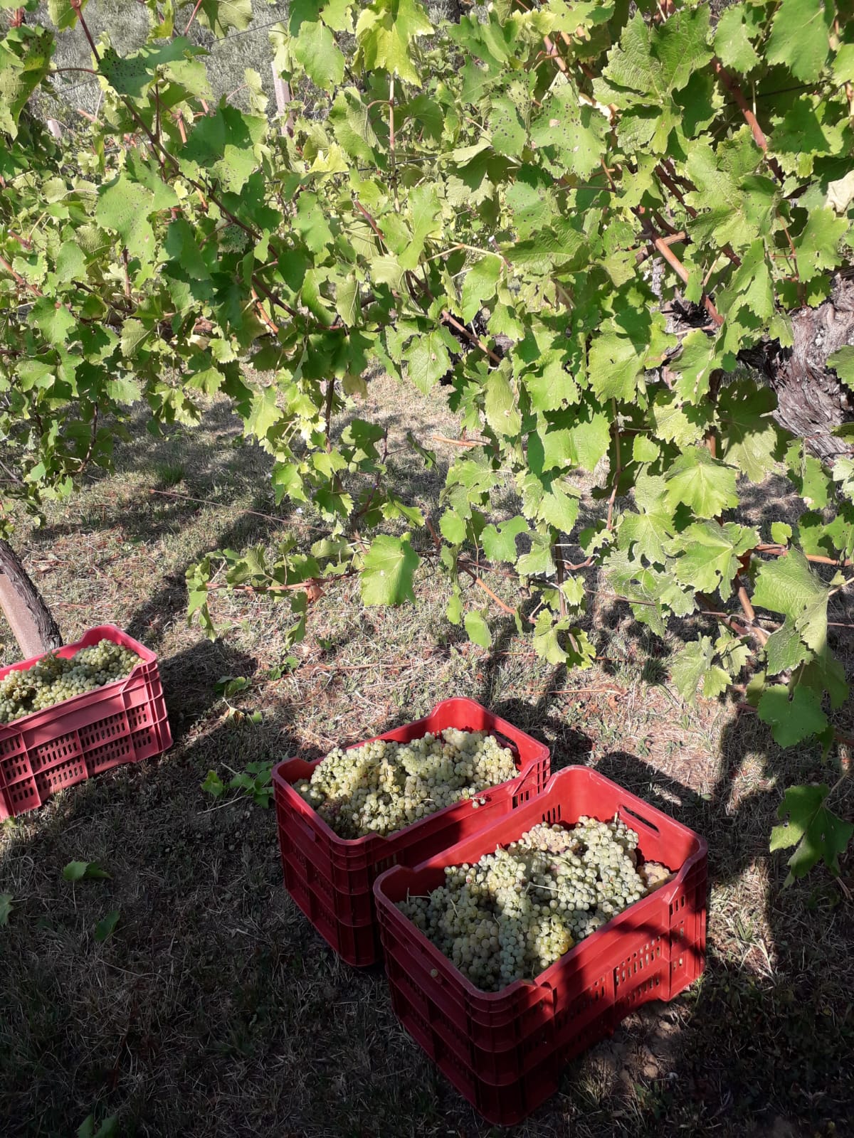 Casse di uva bianca appena raccolta
