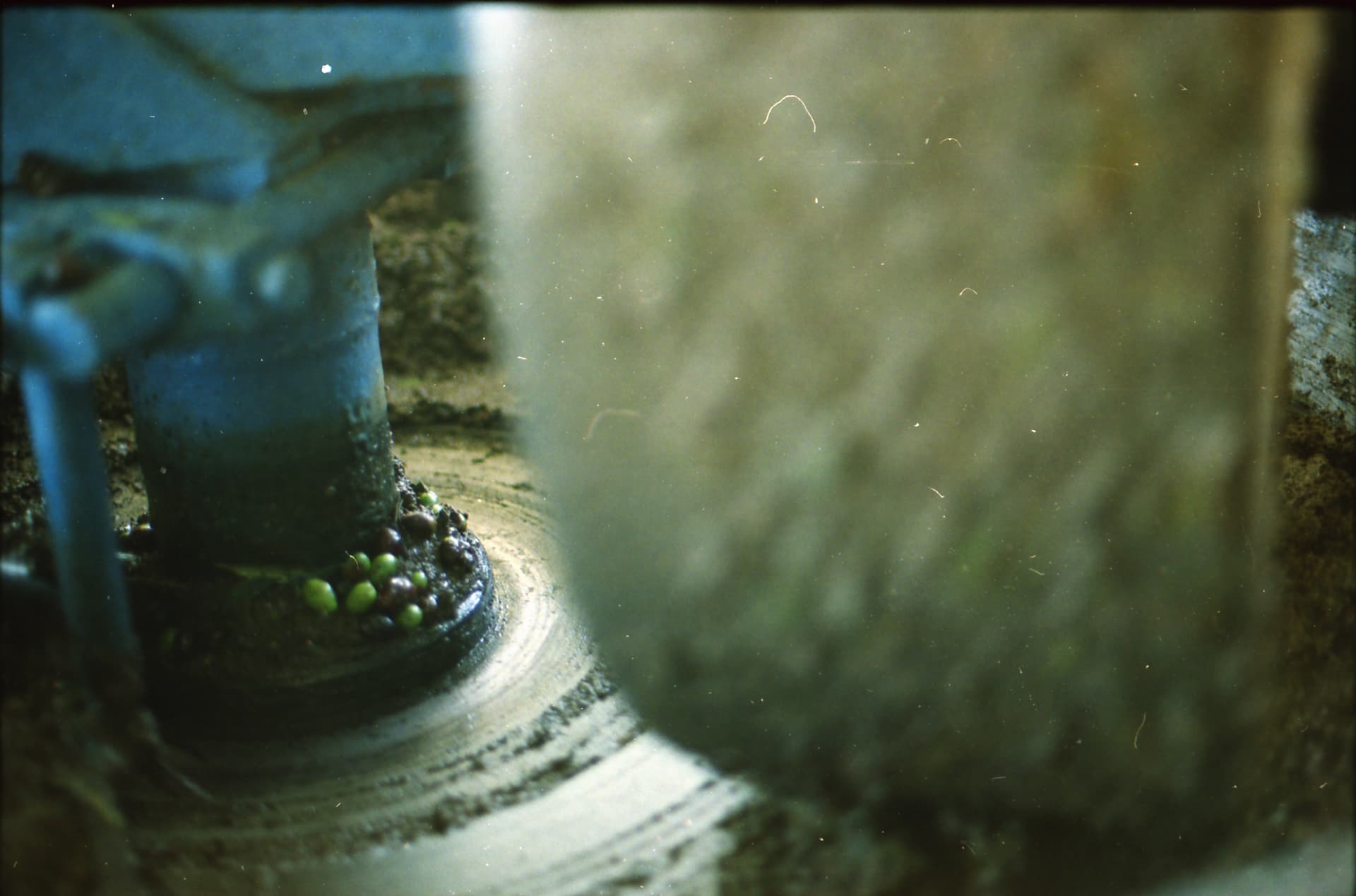La frangitura delle olive
