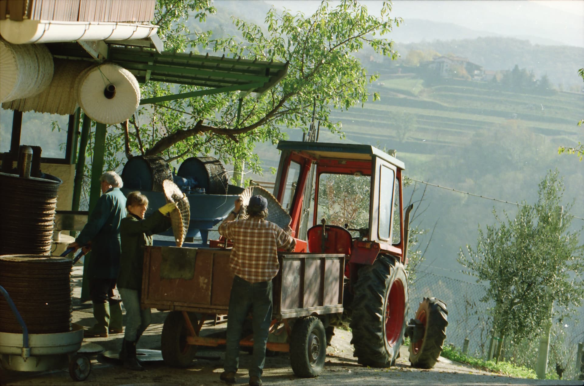 La raccolta nel campo di olivi