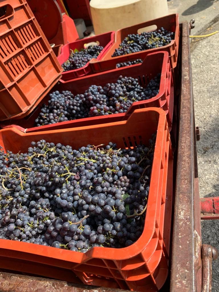 Le casse della vendemmia