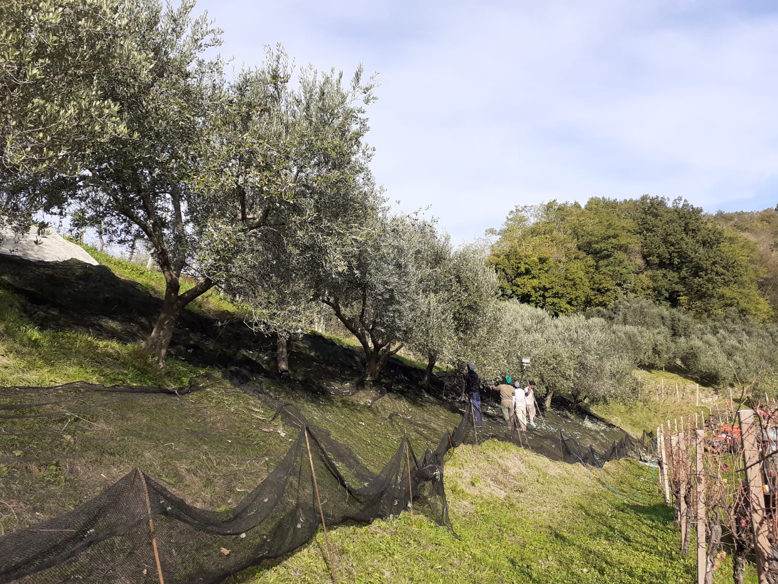 Raccolta