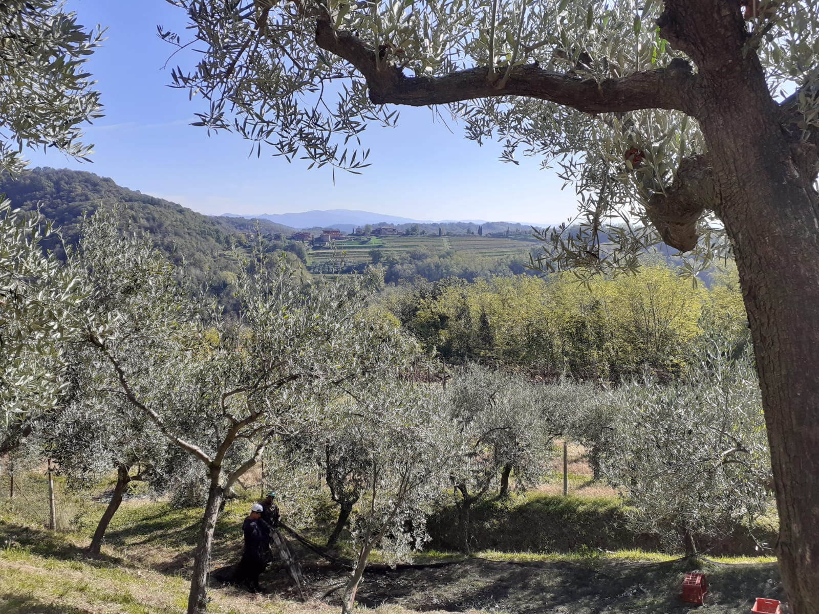 Gli olivi affacciati sulle colline di Faedis durante la raccolta