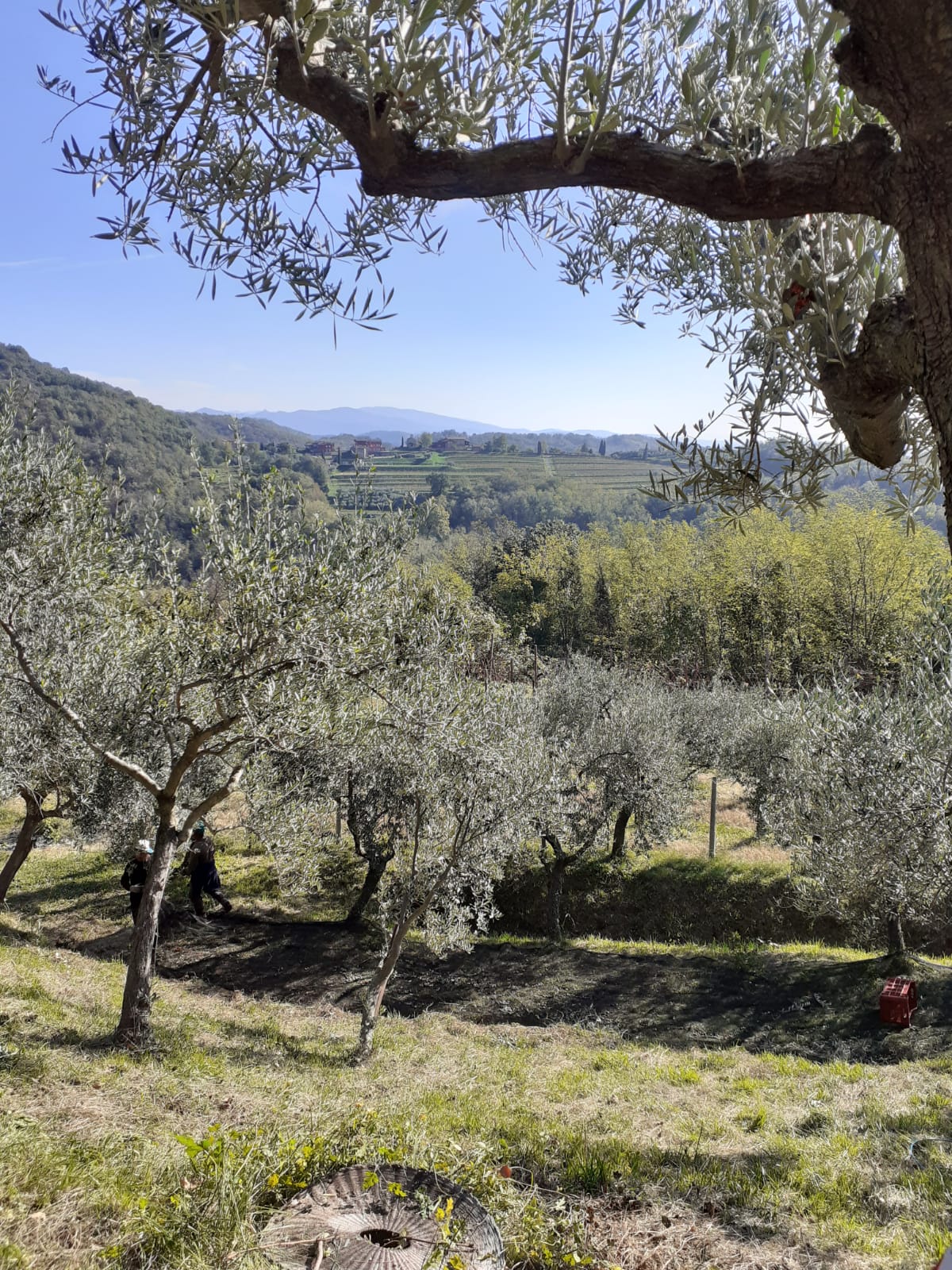Gli oliveti sulle colline di Campeglio