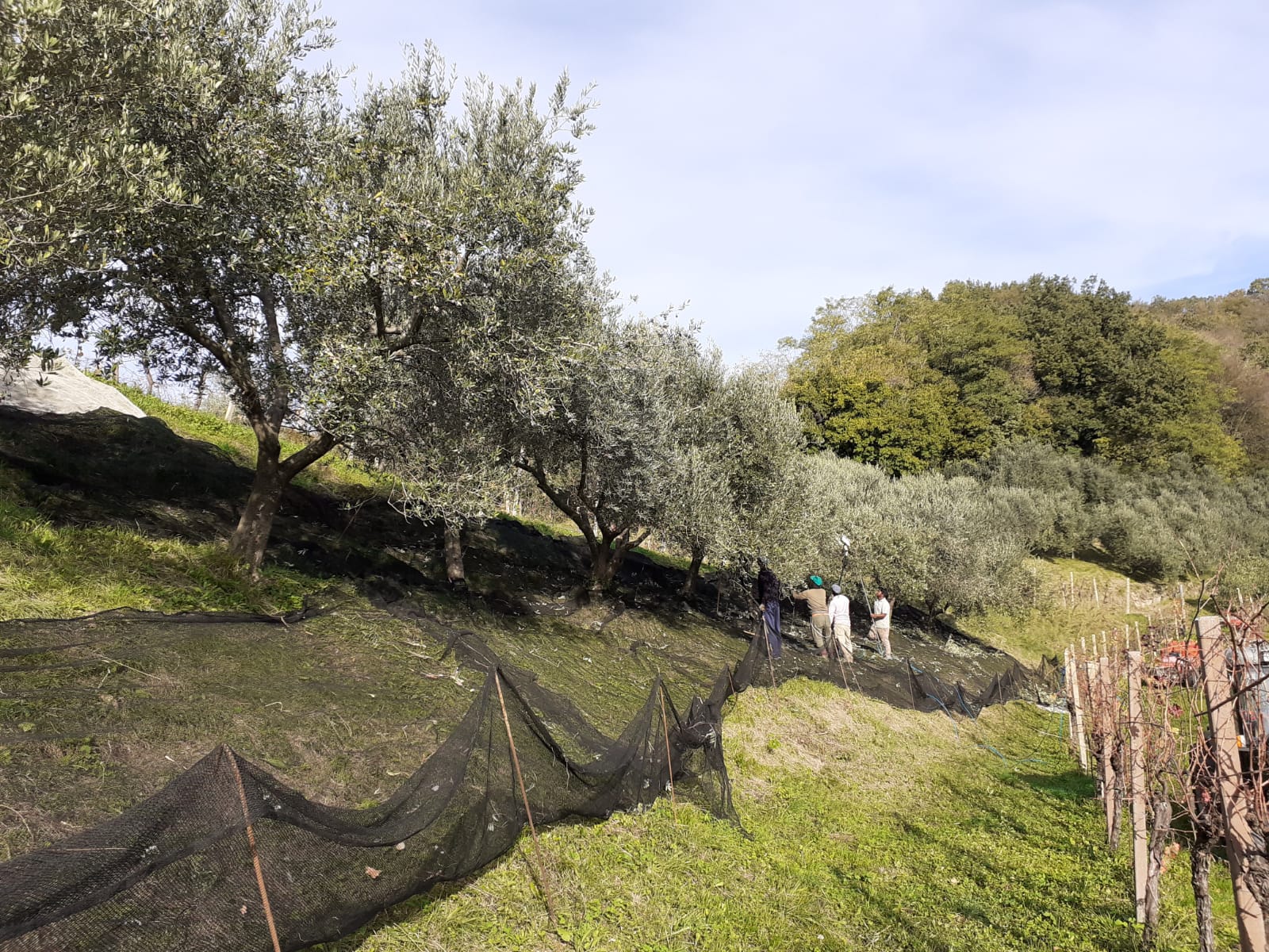 Le reti stese fra gli olivi sul pendio, durante la raccolta