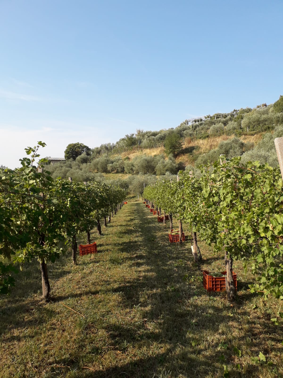 I filari sulle colline di Campeglio