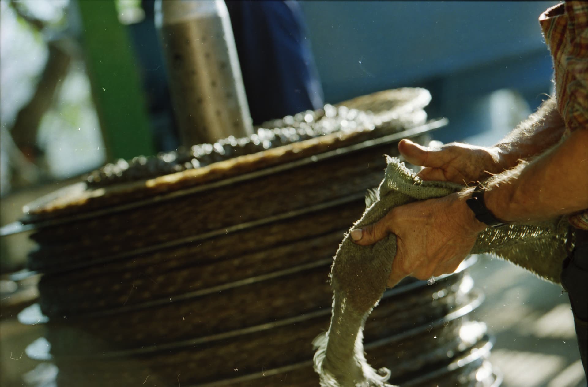 Le mani al lavoro sui fiscoli del frantoio