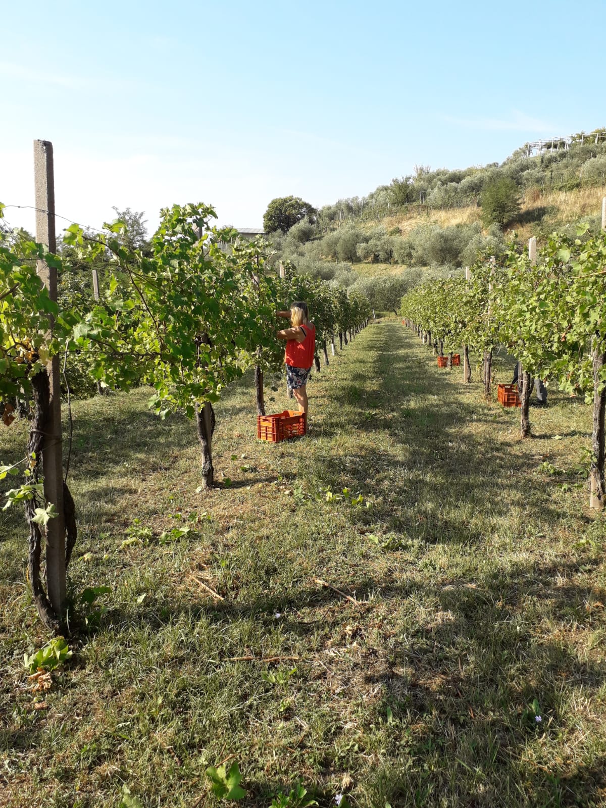 Il lavoro fra i filari