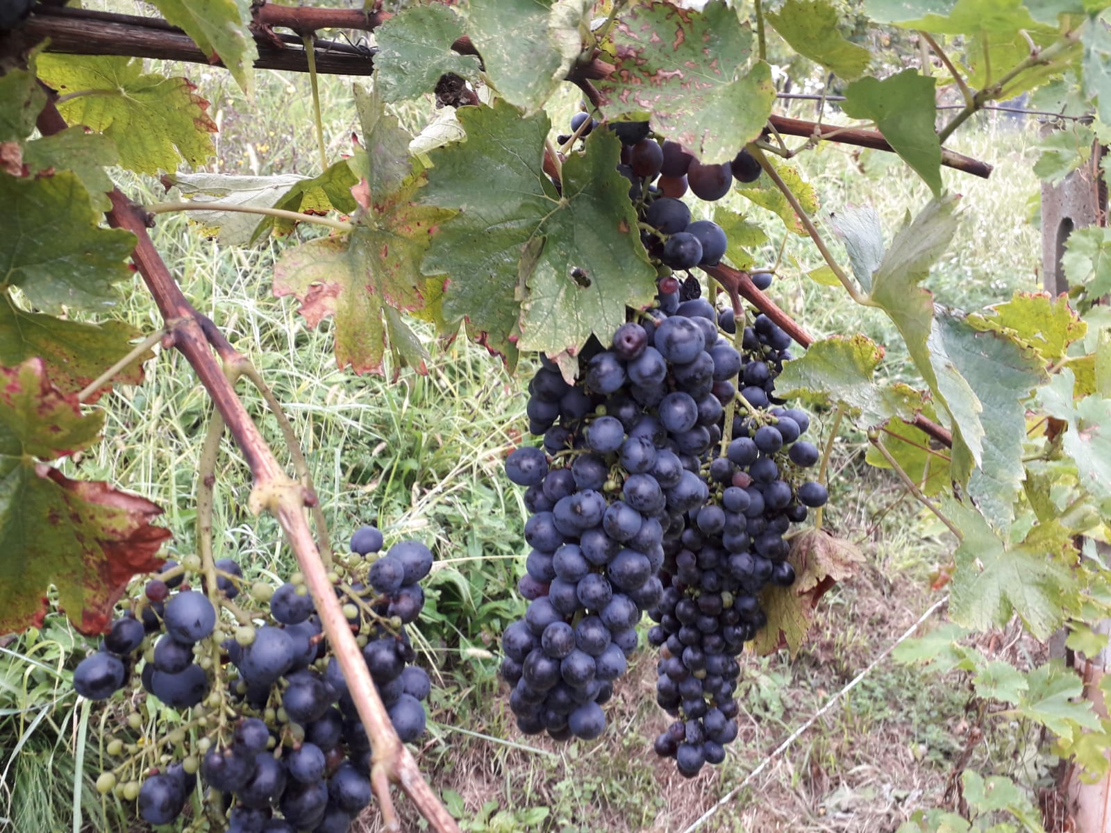 Grappoli di uva rossa sulla pianta