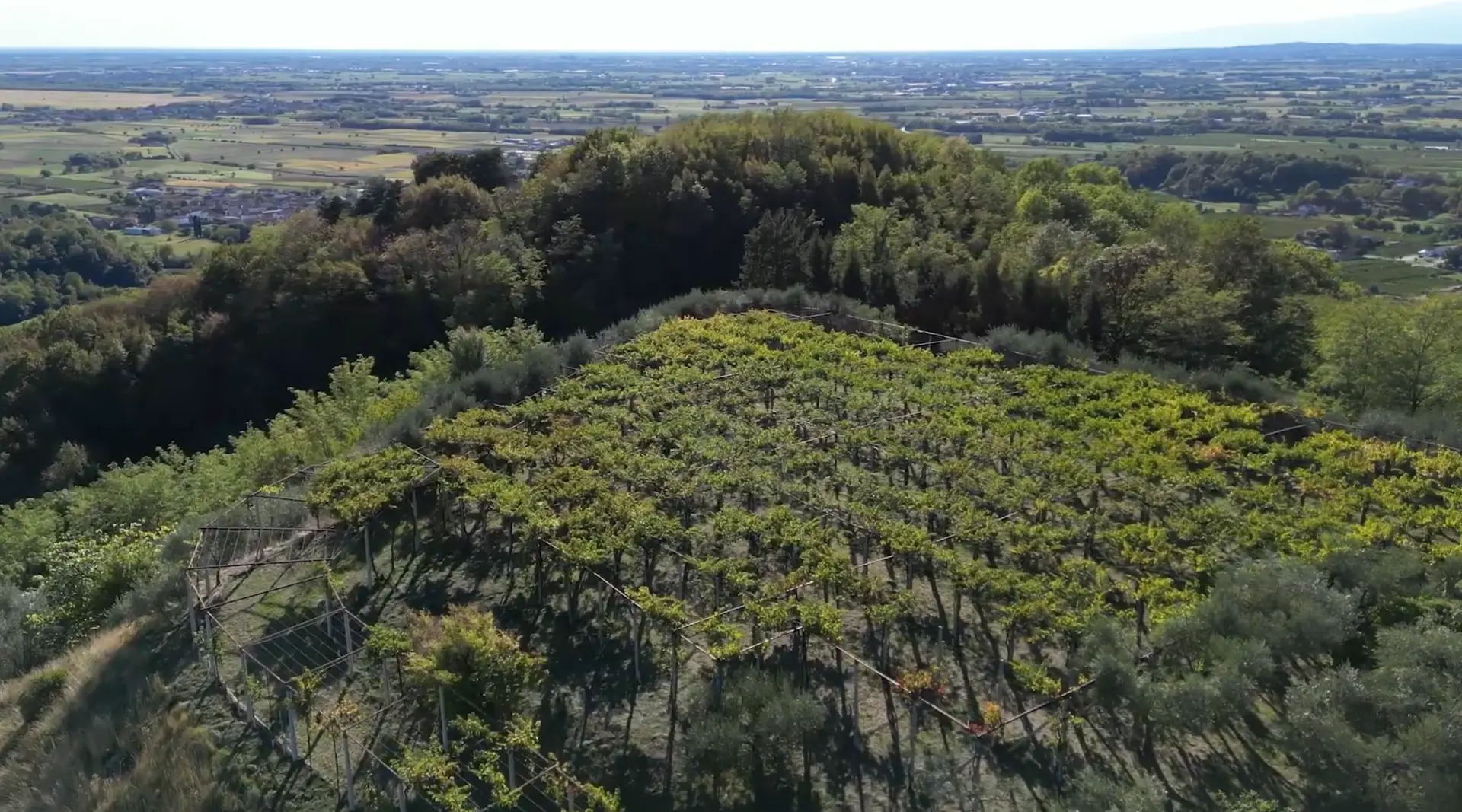 I vigneti visti dall'alto sulla collina di Campeglio
